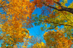 Photo of the fall foliage in the trees in Pigeon Forge.