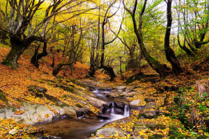 Photo of the fall leaves on the ground by a stream in Pigeon Forge.