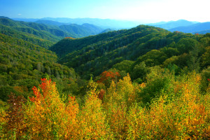 View of the fall trees in the mountains