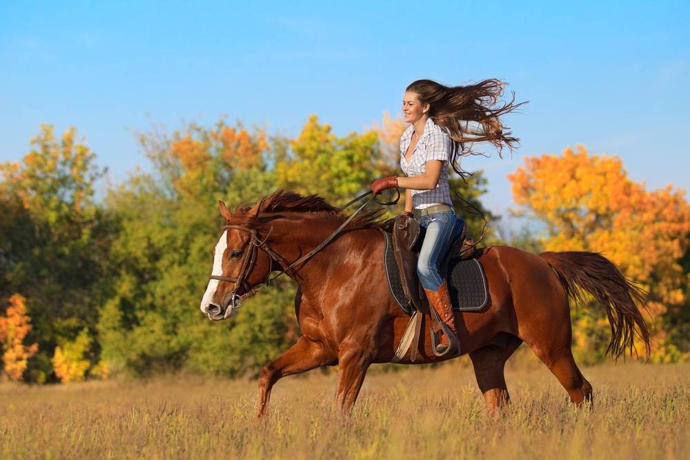 Top 4 Places To Go Horseback Riding In Pigeon Forge